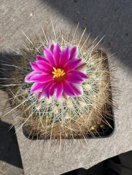 Thelocactus macdowellii